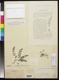 Image result for Asplenium mildbraedii