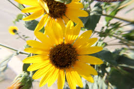 Profile for Dwight Hedger Photographer