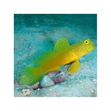 Check spelling or type a new query. Cryptocentrus Cinctus Yellow Watchman Goby