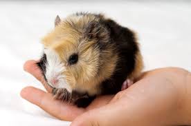 Apr 15, 2020 · regardless of how pregnancy occurs, the average guinea pig gestation period is 65 days. How Soon Can I Handle My Guinea Pigs First Steps With A Guinea Pig