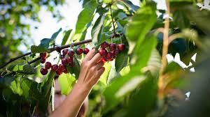 7 Impressive Health Benefits Of Cherries
