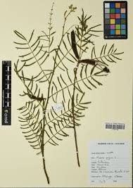 Image result for Mimosa pigra