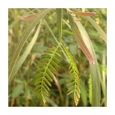 Image result for Acacia melanoxylon
