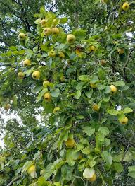 Image result for Cydonia