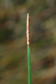 Image result for Eleocharis acutangula