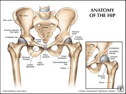 The hip muscles encompass many muscles of the hip and thigh whose main function is to act on the thigh at the hip joint and stabilize the pelvis.without them, walking would be impossible. Cc 06 02 2011 The Leg Or Hip Hip Anatomy Medical Anatomy Human Anatomy And Physiology