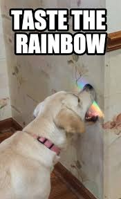 The Dodo For Animal People Funny Dog Memes Funny Animal Memes Funny Animal Quotes