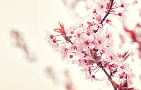 Check out some of our favorite spring flowers and get inspiration for your brightly colored spring arrangement! Wallpaper Flowers Nature Color Spring Flower Leaves Plant Garden Branch Branches Plants Nature Cherry Flower Flowers Color Images For Desktop Section Priroda Download