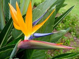 Bird Of Paradise Propagation From Seed Bird Of Paradise Negril Jamaica Birds Of Paradise Planting Flowers