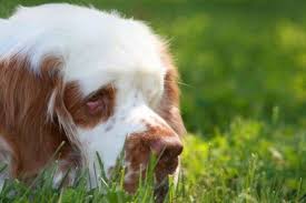 Image result for clumber španěl lov