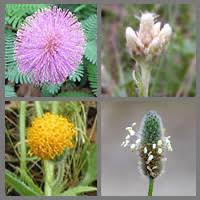 Image result for Pachylobus