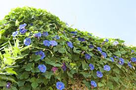 Image result for Ipomoea violacea