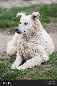 Particularly intelligent, he fetches pairs of shoes, his leash. White Hungarian Puli Image Photo Free Trial Bigstock