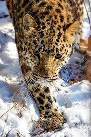 24 Amazing Animals That Are Almost Extinct Scary Animals Animals Wild Wild Cats