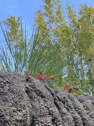 Image result for Halleria elliptica