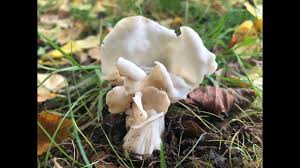 We did not find results for: Identifying The White Helvella White Saddle Elfin Saddle Helvella Crispa Youtube
