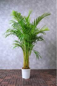 Image result for Dypsis