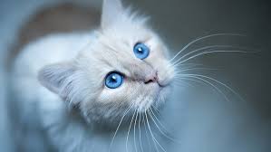 Banyak orang menyukai kucing karena kucing sangat menarik dan banyak di mitai. Wallpaper Kucing Hd Hd Unduh Gratis Wallpaperbetter