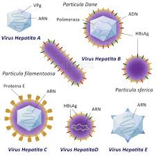 In hepatita cu virus b nu avem simptome evidente. Hepatita B