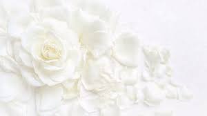 Roses are the symbol of love and romance! Beautiful White Rose And Petals On White Background Ideal For G Photograph By Ola Yola