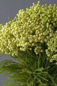 Berzilia Flower Farmer October Flowers Types Of Flowers