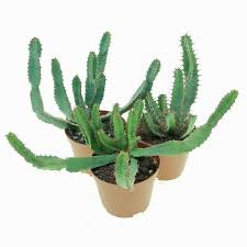 Image result for Euphorbia mlanjeana