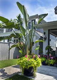 This Tropical Planter Loves Full Sun And Is Drought Tolerant Pink Rio Dipladenias With B Tropical Landscaping Full Sun Container Plants Tropical Garden Plants