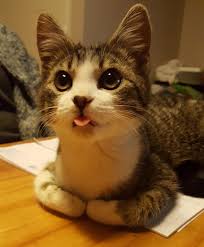 With tenor, maker of gif keyboard, add popular cat with tongue animated gifs to your conversations. Blepping What Is It Braxtons Animal Works