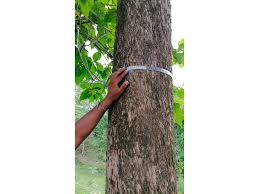 Image result for Tectona