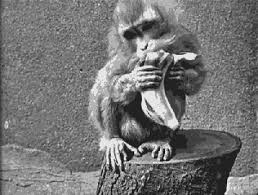 Challenger Animated Gif Funny Gif Monkeys Funny Pet Monkey