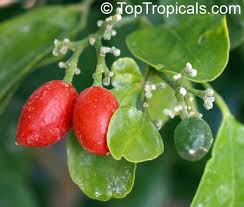 Free shipping on all orders over $199. Murraya Paniculata Orange Jasmine Orange Jessamine Mock Orange Lakeview Jasmine Chinese Cosmetic Boxwood Toptropicals Com