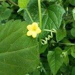 Image result for Cucumis maderaspatanus