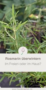 Rosmarin Im Topf Oder Beet Richtig Uberwintern Rosmarin Pflanzen Pflanzen Garten