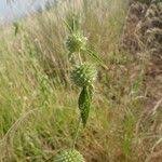 Image result for Leucas deflexa