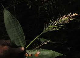 Image result for Olyra latifolia