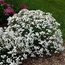 Image result for Tapinanthus erianthus