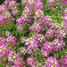 Alyssum Seeds Alyssum Violet Queen Flower Seeds Alyssum Wildflower Seeds Flower Seeds