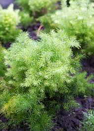 Image result for Asparagus racemosus