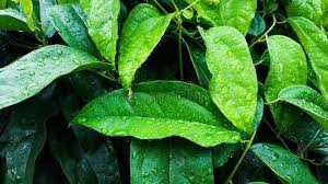 Image result for Tiliacora