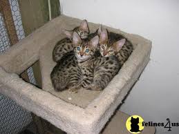 Why buy a bengal kitten for sale if you can adopt and save a life? Bengal Kitten For Sale Seawillow Bengals 12 Yrs And 4 Mths Old