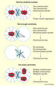 Check spelling or type a new query. Centrioles Take Center Stage Sciencedirect