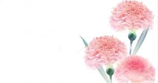 Frosty Pink Carnations Desktop Nexus Wallpapers Flower Desktop Wallpaper Yellow Flower Wallpaper Hd Flower Wallpaper