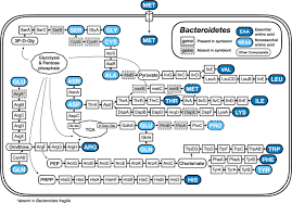 Image result for Buchnera candida