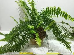 Image result for ledviník