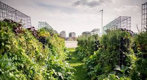 © getty images / clarkandcompany. Jardin Partage 800 M2 De Potager Sur Les Toits De Paris