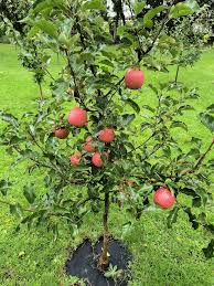 Image result for Pink 1972 Caloric