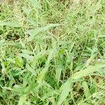 Image result for Urochloa panicoides