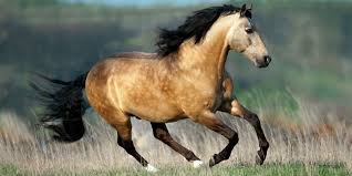 Feb 03, 2021 · formally known as leaping horse designs, dusty buckskin designs offers handmade goods, from horse and dog accessories, to vinyl decals, earrings, and much more! Buckskin Horse What Should You Know Our World Of Horses
