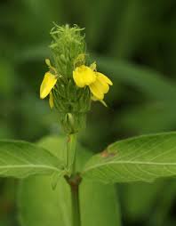 Image result for Justicia flava