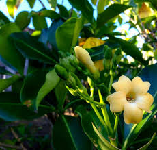 Check spelling or type a new query. Puakinikini Hawaiian Plants Smelling Flowers Sweet Smelling Flowers